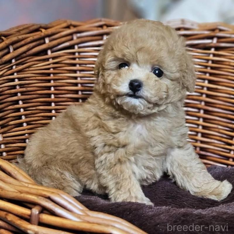 販売中の岐阜県のトイプードル-454116の4枚目