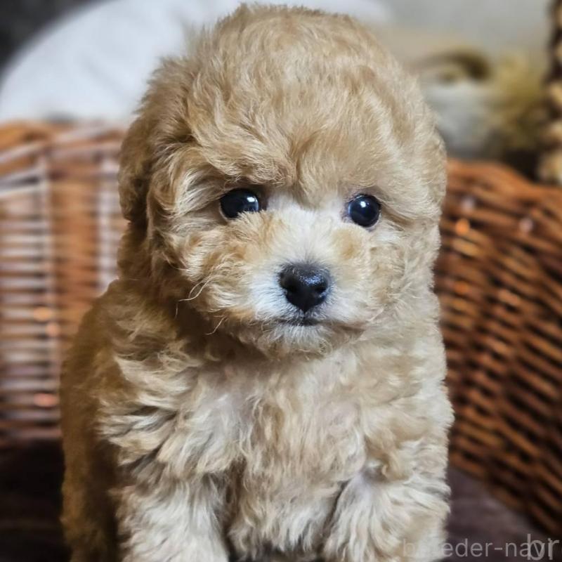 販売中の岐阜県のトイプードル-454116の3枚目