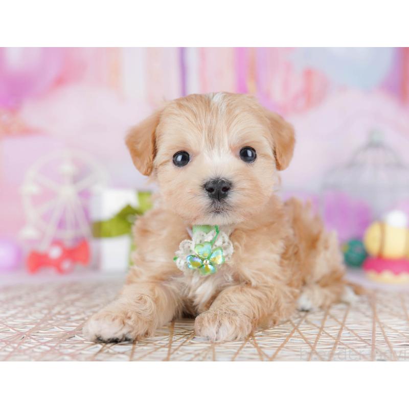 販売中の東京都のマルプー:マルチーズ×トイプードル-454117の6枚目