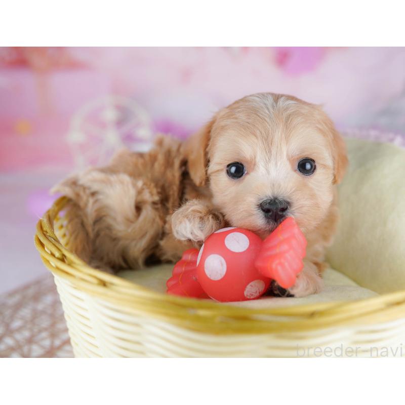 販売中の東京都のマルプー:マルチーズ×トイプードル-454117の3枚目