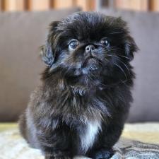 オンライン見学