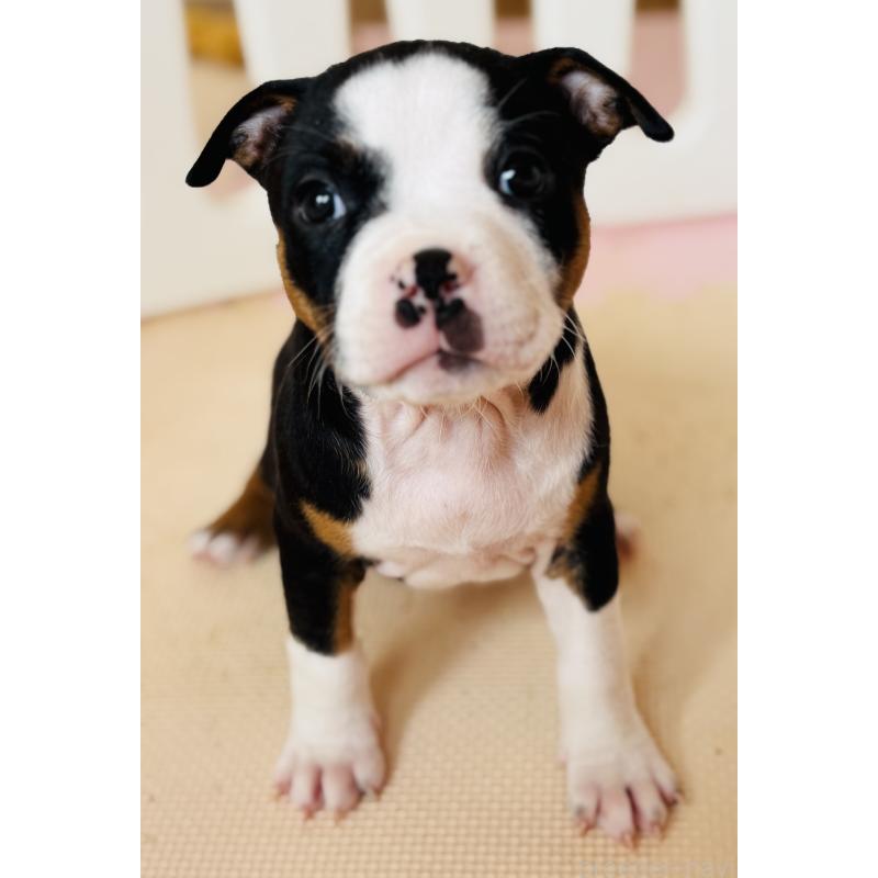販売中の神奈川県のアメリカンピットブルテリア-445374