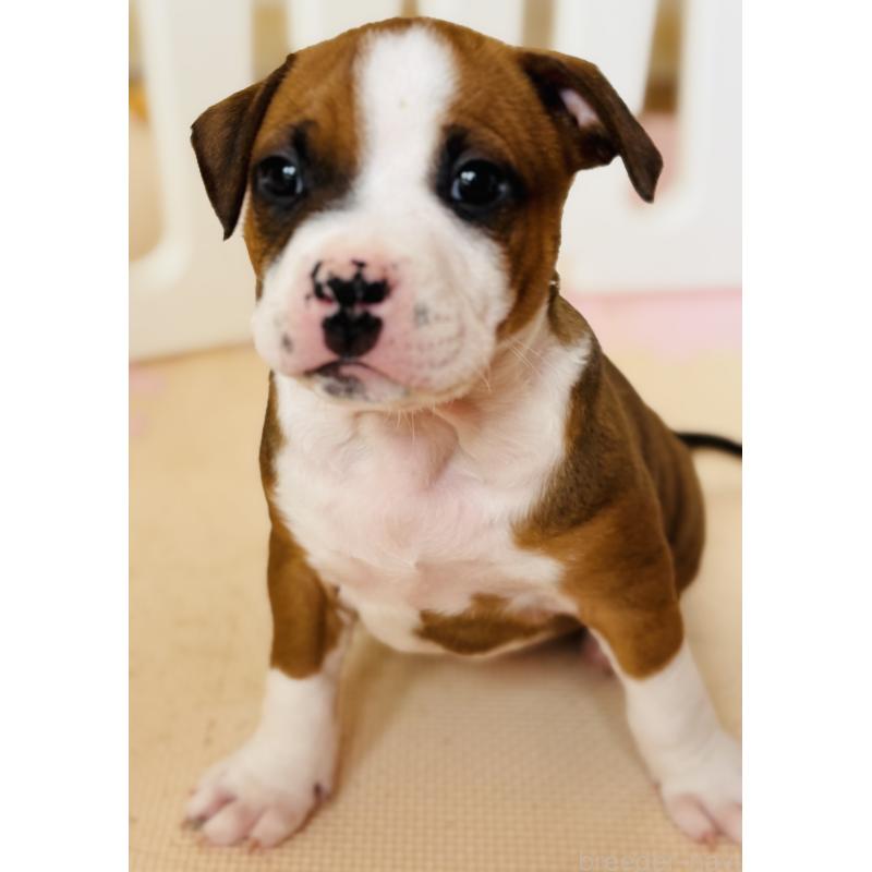 販売中の神奈川県のアメリカンピットブルテリア-445371