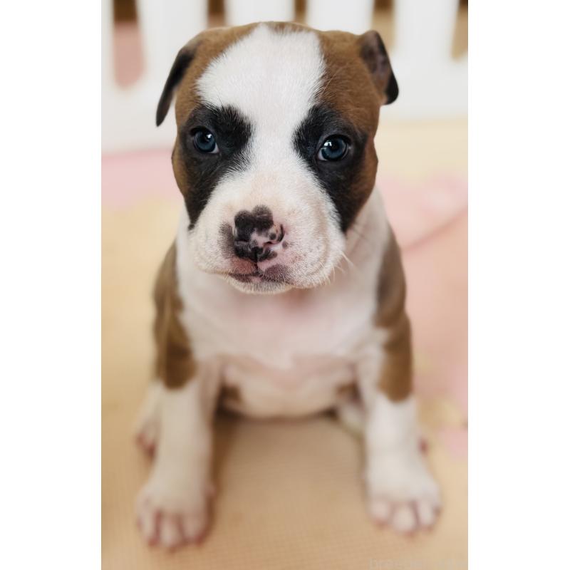 販売中の神奈川県のアメリカンピットブルテリア-445368