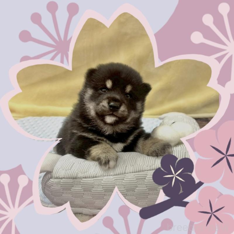 販売中の愛知県の豆柴-452091