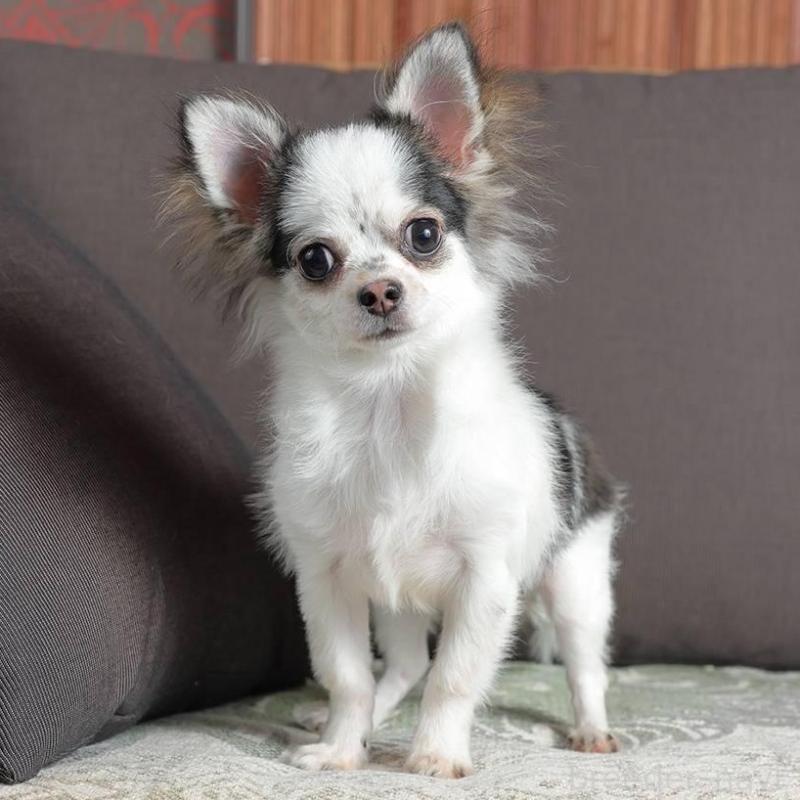 販売中の岐阜県のチワワ(ロングコート)-454121の4枚目