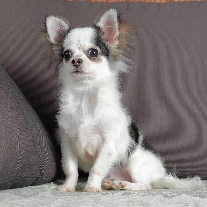 販売中の岐阜県のチワワ(ロングコート)-454121の3枚目