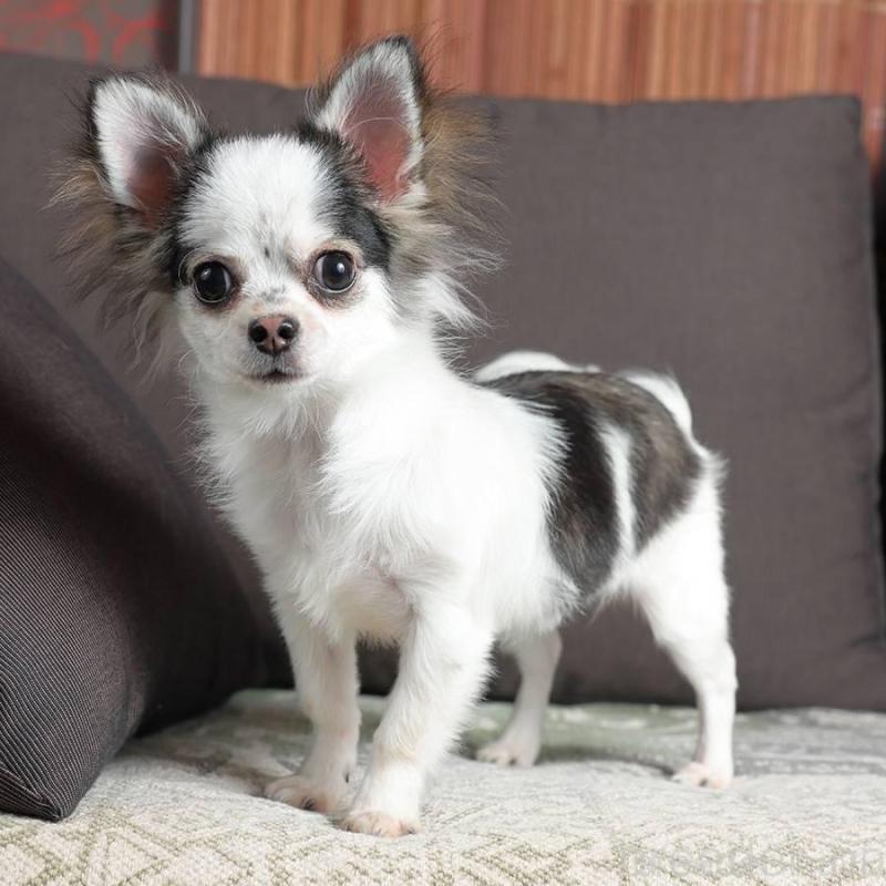 販売中の岐阜県のチワワ(ロングコート)-454121の2枚目