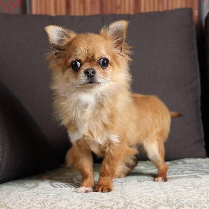 販売中の岐阜県のチワワ(ロングコート)-454122の5枚目