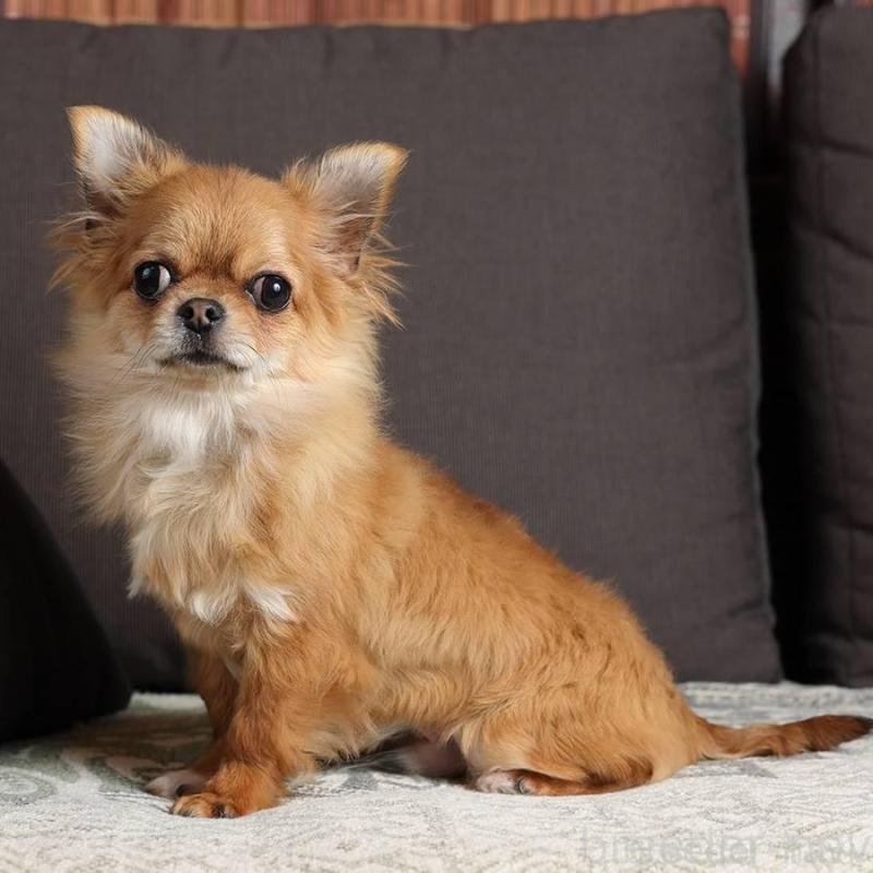 販売中の岐阜県のチワワ(ロングコート)-454122の4枚目