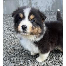 ♀︎オーストラリアンシェパード