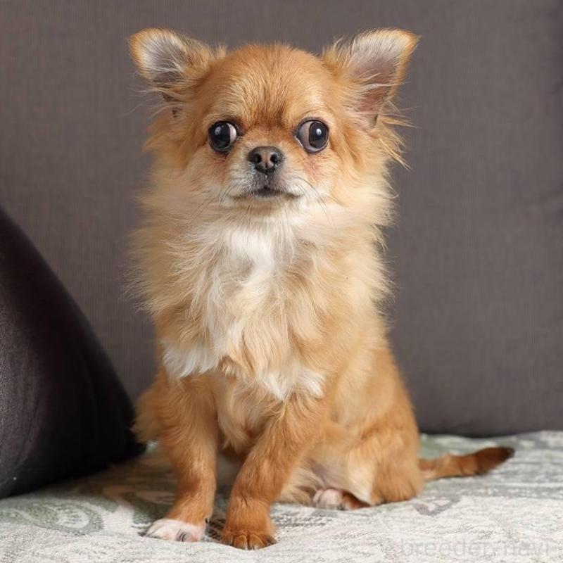 販売中の岐阜県のチワワ(ロングコート)-454122の3枚目