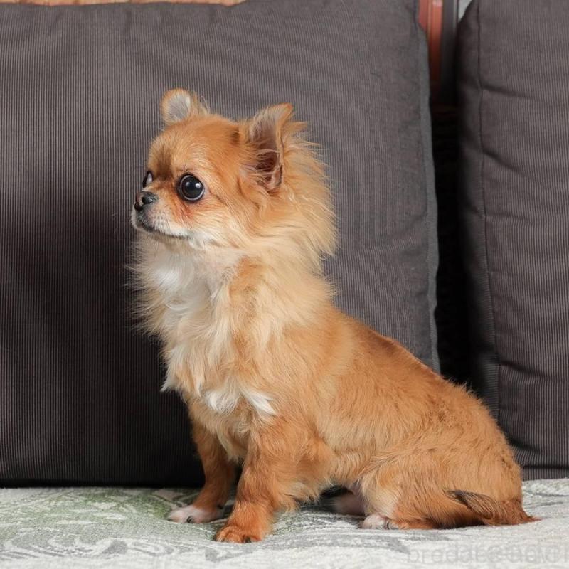 販売中の岐阜県のチワワ(ロングコート)-454122の2枚目