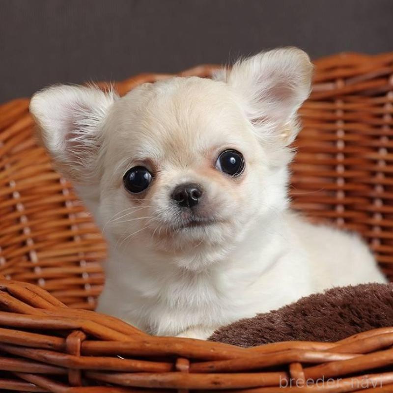 販売中の岐阜県のチワワ(ロングコート)-454124