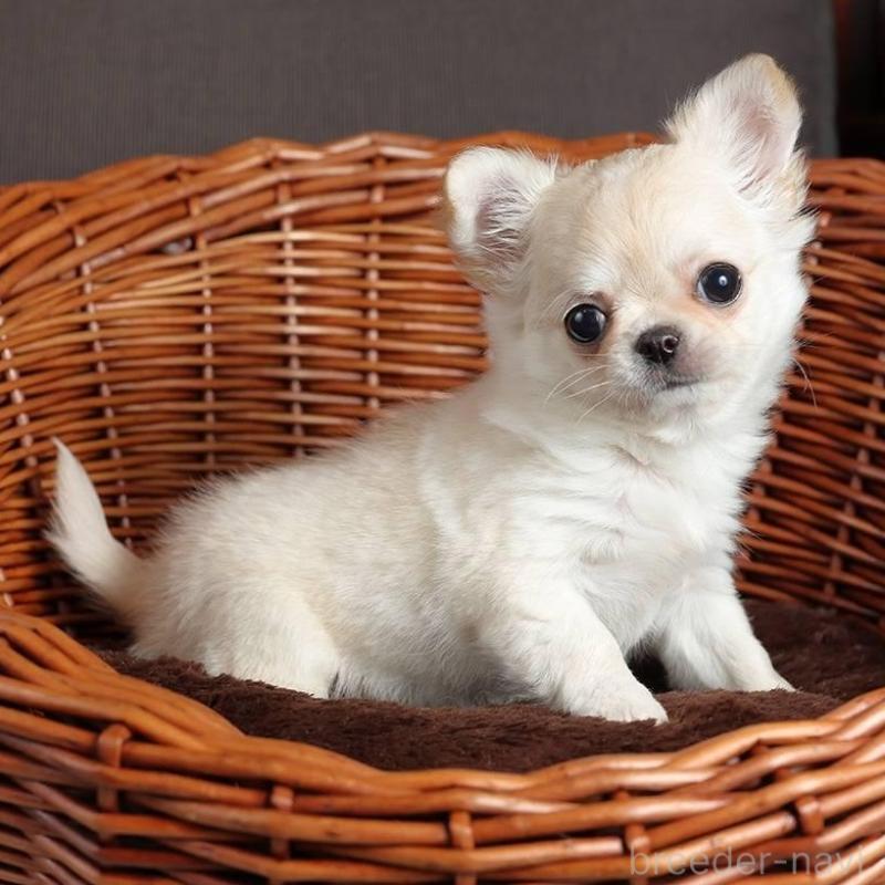 販売中の岐阜県のチワワ(ロングコート)-454124の4枚目