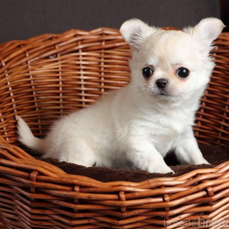 販売中の岐阜県のチワワ(ロングコート)-454124の3枚目