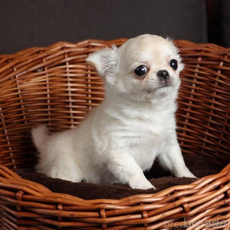 販売中の岐阜県のチワワ(ロングコート)-454124の2枚目