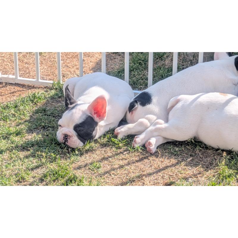 販売中の熊本県のフレンチブルドッグ-445160の3枚目