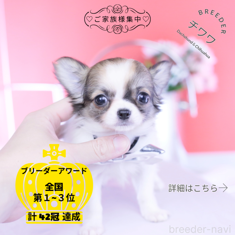 販売中の愛知県のチワワ(ロングコート)-448003