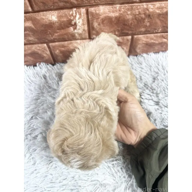 販売中の沖縄県のマルプー:マルチーズ×トイプードル-454130の5枚目