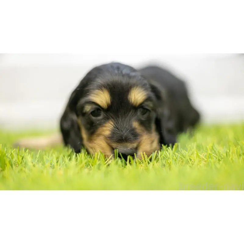 販売中の三重県のカニンヘンダックスフンド(ロングヘアード)-454129の7枚目