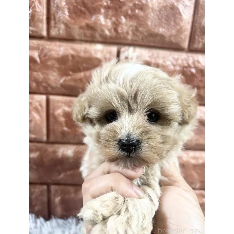 販売中の沖縄県のマルプー:マルチーズ×トイプードル-454130の4枚目