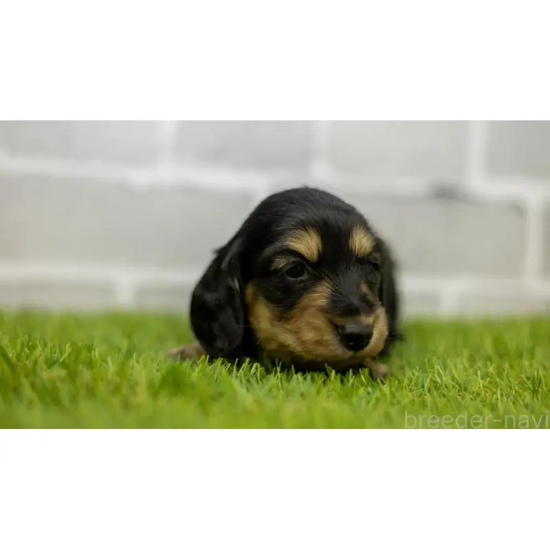 販売中の三重県のカニンヘンダックスフンド(ロングヘアード)-454129の6枚目