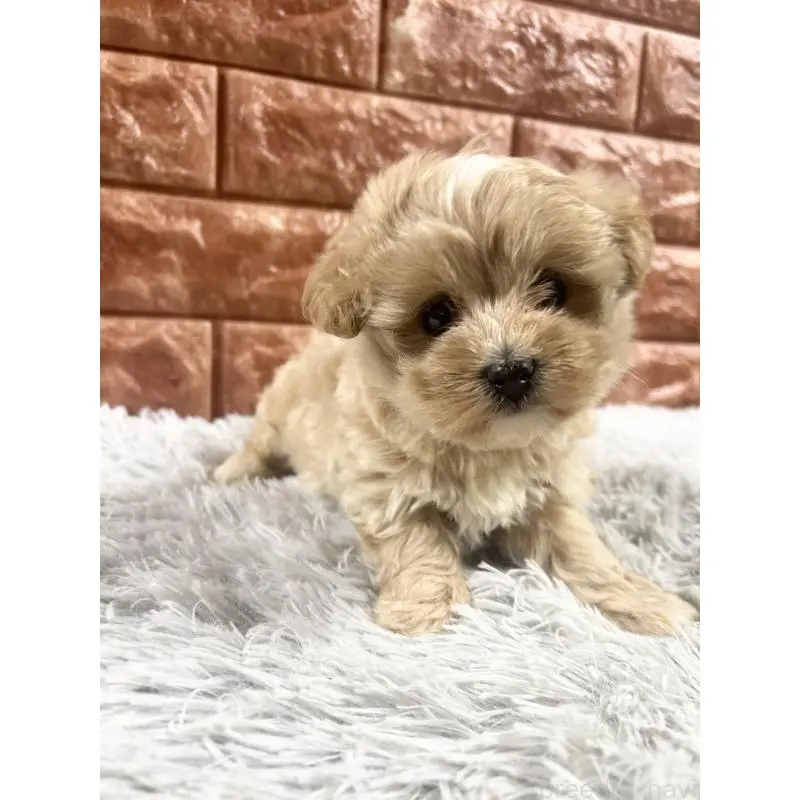 販売中の沖縄県のマルプー:マルチーズ×トイプードル-454130の2枚目