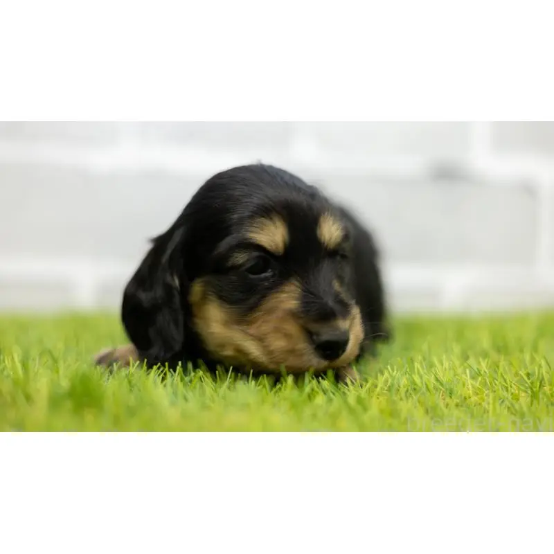 販売中の三重県のカニンヘンダックスフンド(ロングヘアード)-454129の4枚目