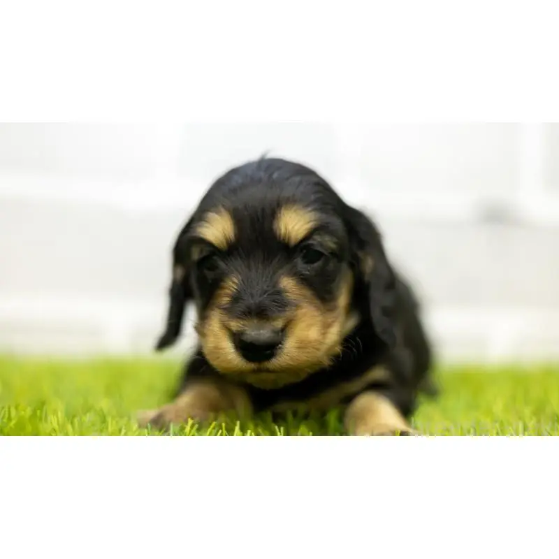 販売中の三重県のカニンヘンダックスフンド(ロングヘアード)-454129の3枚目