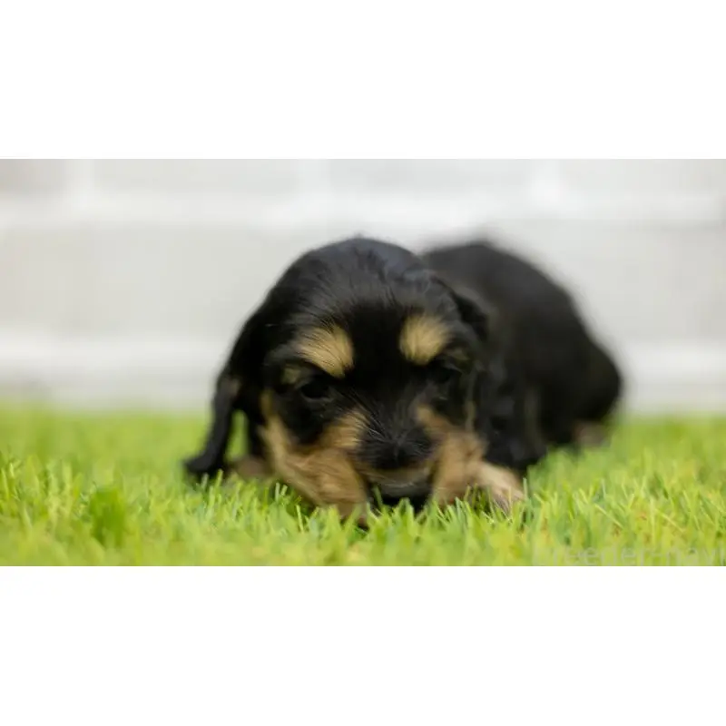 販売中の三重県のカニンヘンダックスフンド(ロングヘアード)-454129の2枚目