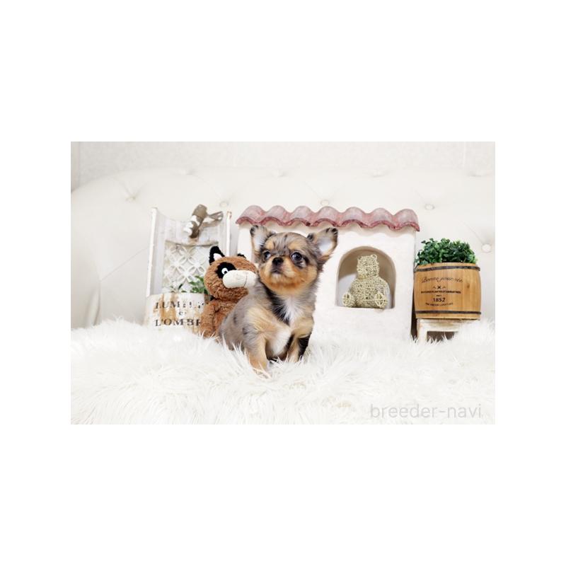 販売中の佐賀県のチワワ(ロングコート)-454133の4枚目