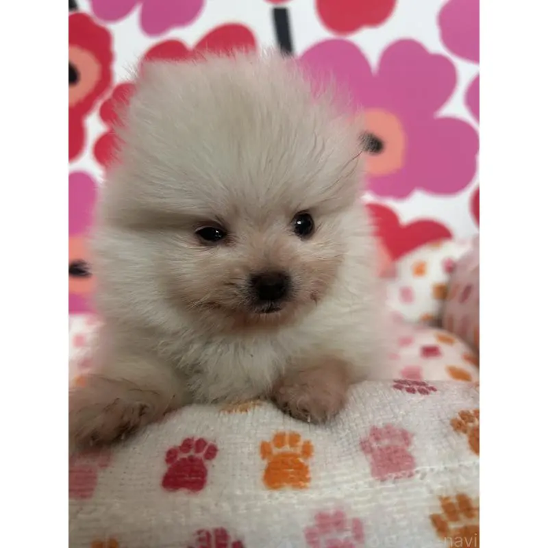 販売中の新潟県のポメラニアン-454136の9枚目