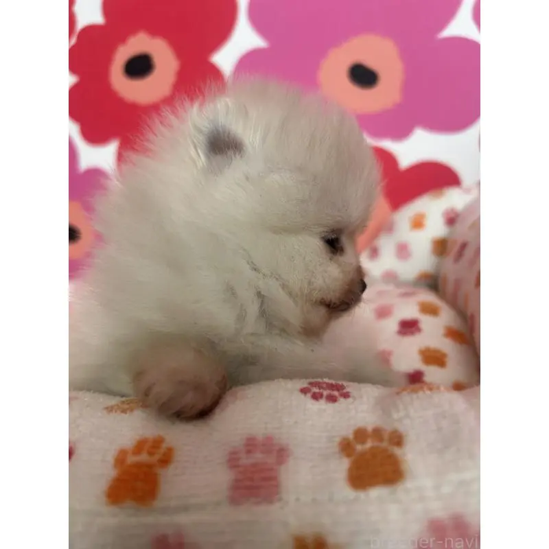 販売中の新潟県のポメラニアン-454136の8枚目