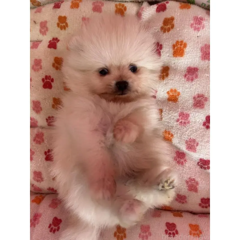 販売中の新潟県のポメラニアン-454136の6枚目