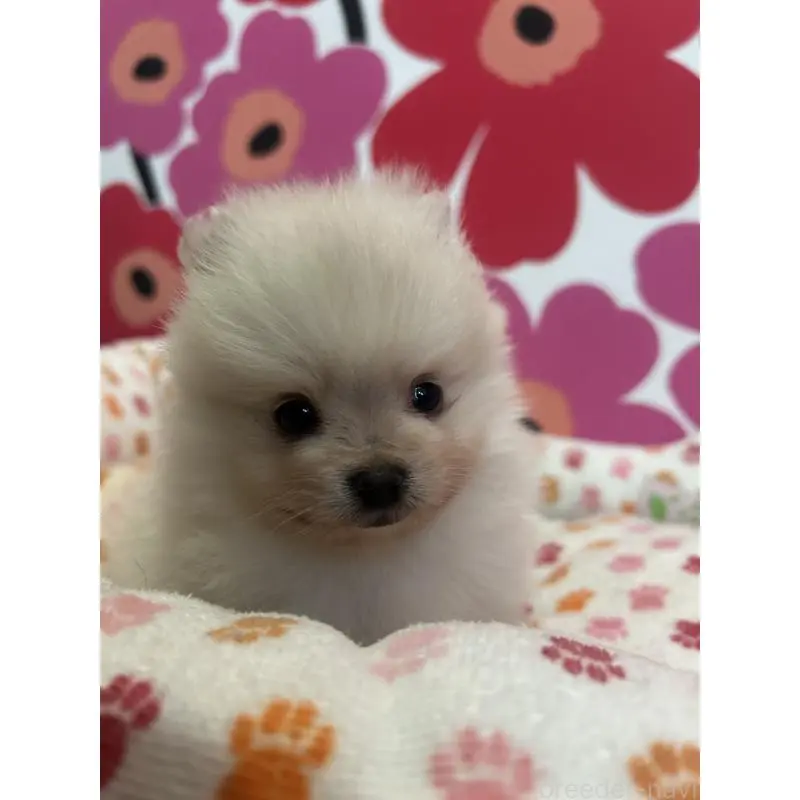 販売中の新潟県のポメラニアン-454136の5枚目