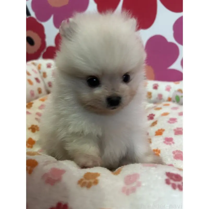 販売中の新潟県のポメラニアン-454136の4枚目