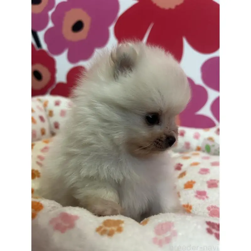 販売中の新潟県のポメラニアン-454136の3枚目