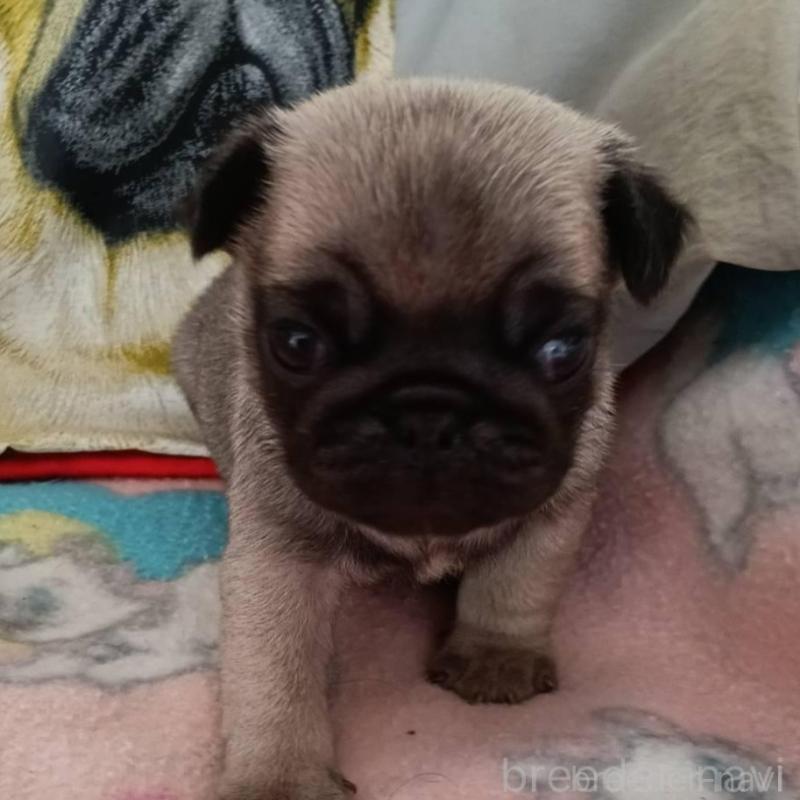 販売中の山形県のパグ-454138の6枚目