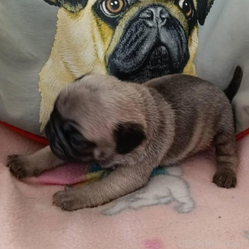 販売中の山形県のパグ-454138の5枚目