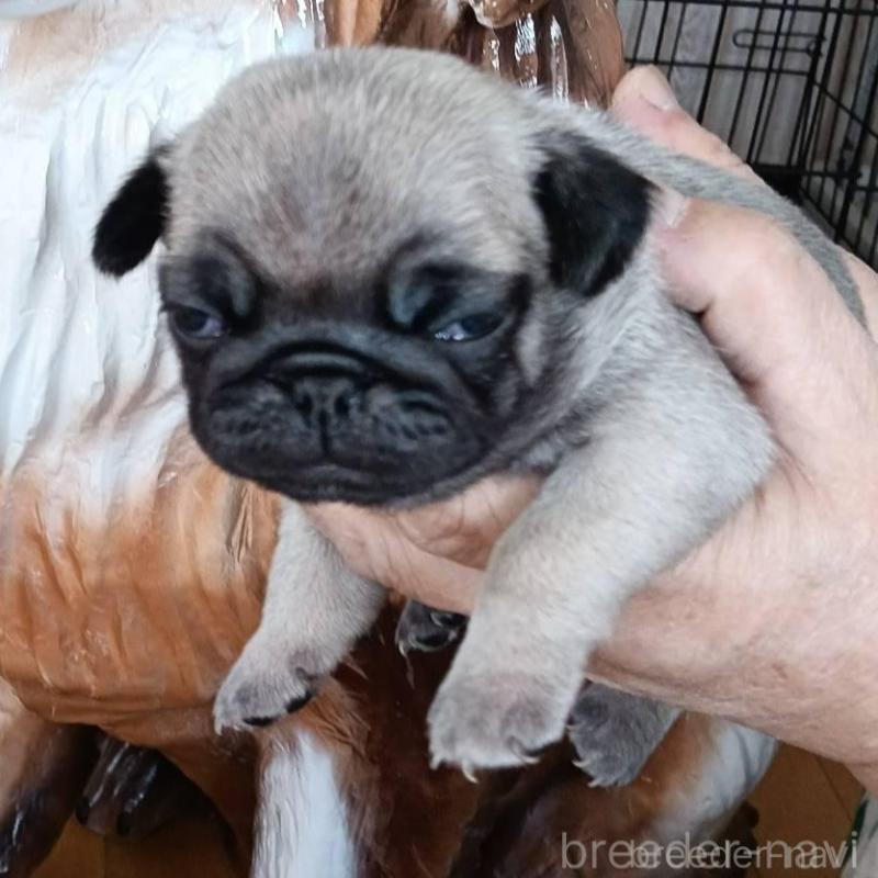 販売中の山形県のパグ-454138の4枚目