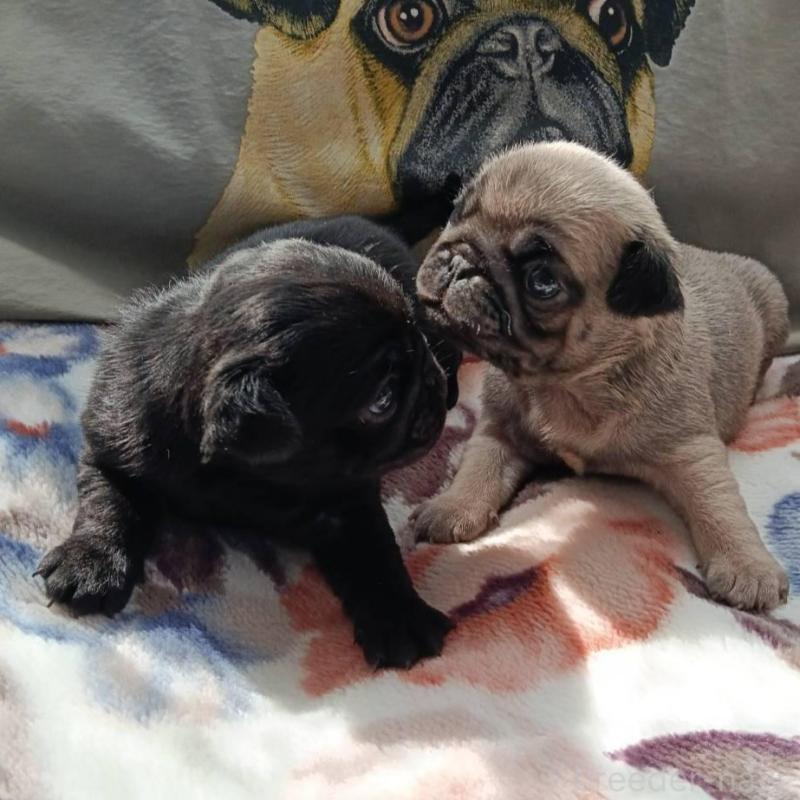 販売中の山形県のパグ-454138の3枚目