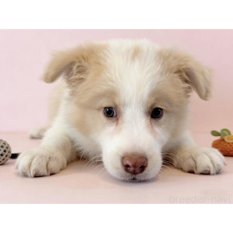 販売中の茨城県のボーダーコリー-444024の4枚目