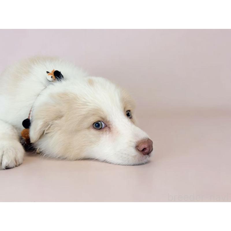 販売中の茨城県のボーダーコリー-444024の3枚目