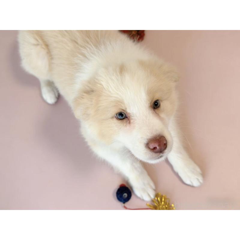 販売中の茨城県のボーダーコリー-444024の2枚目