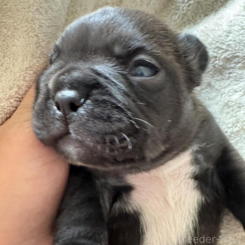 販売中の宮城県のフレンチブルドッグ-454140の2枚目