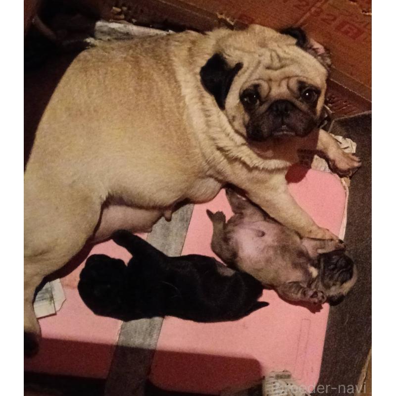 販売中の山形県のパグ-454141の4枚目