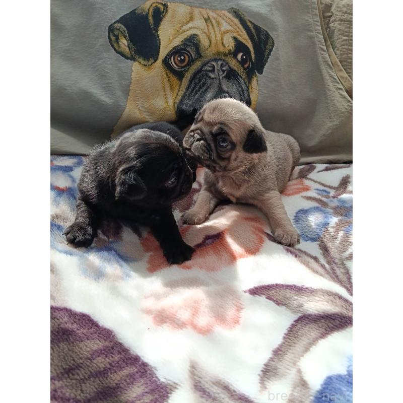 販売中の山形県のパグ-454141の5枚目