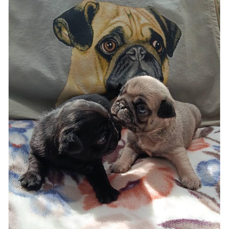 販売中の山形県のパグ-454141の3枚目