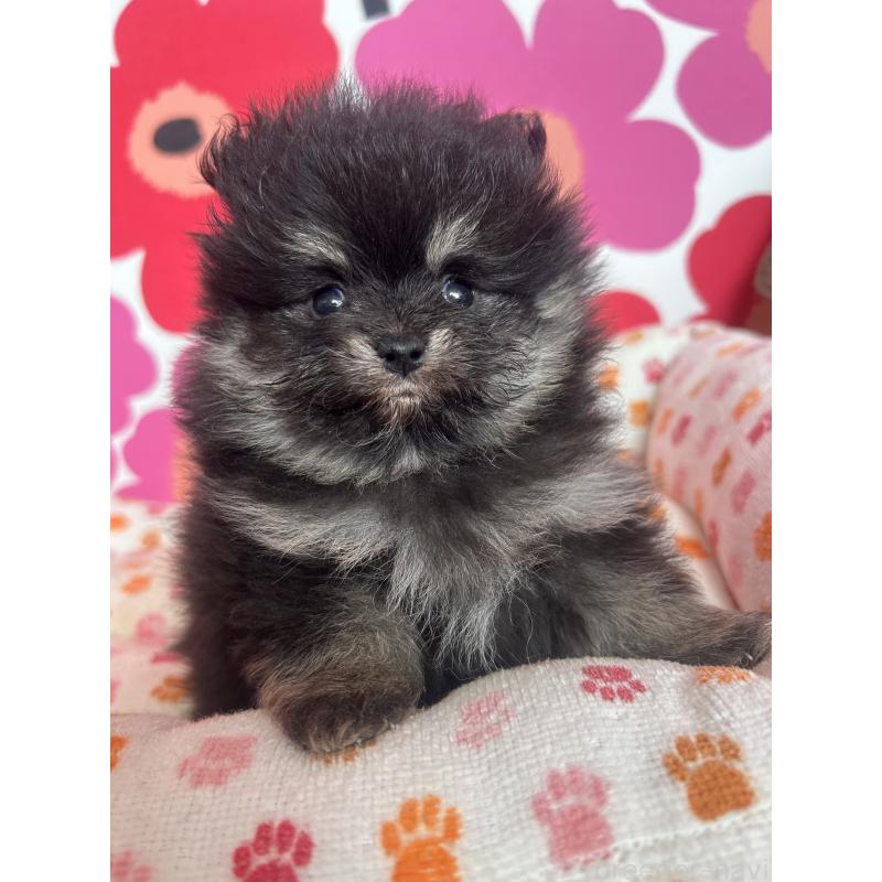 販売中の新潟県のポメラニアン-454144の8枚目